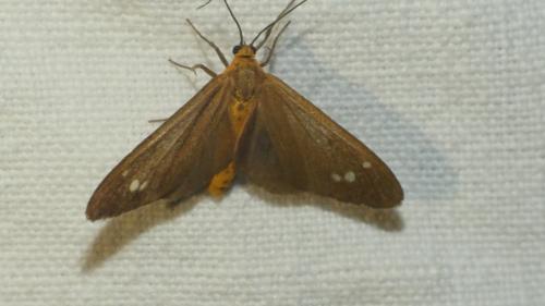 Dysauxes ancilla